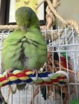 Bird Vertebrate Beak Parrot Feather