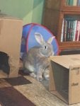 Rabbit Bookcase Shelf Rabbits and Hares Ear